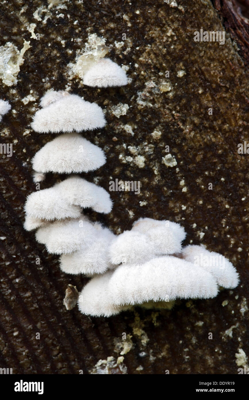 Split Gill (Schizophyllum commune) Stock Photo