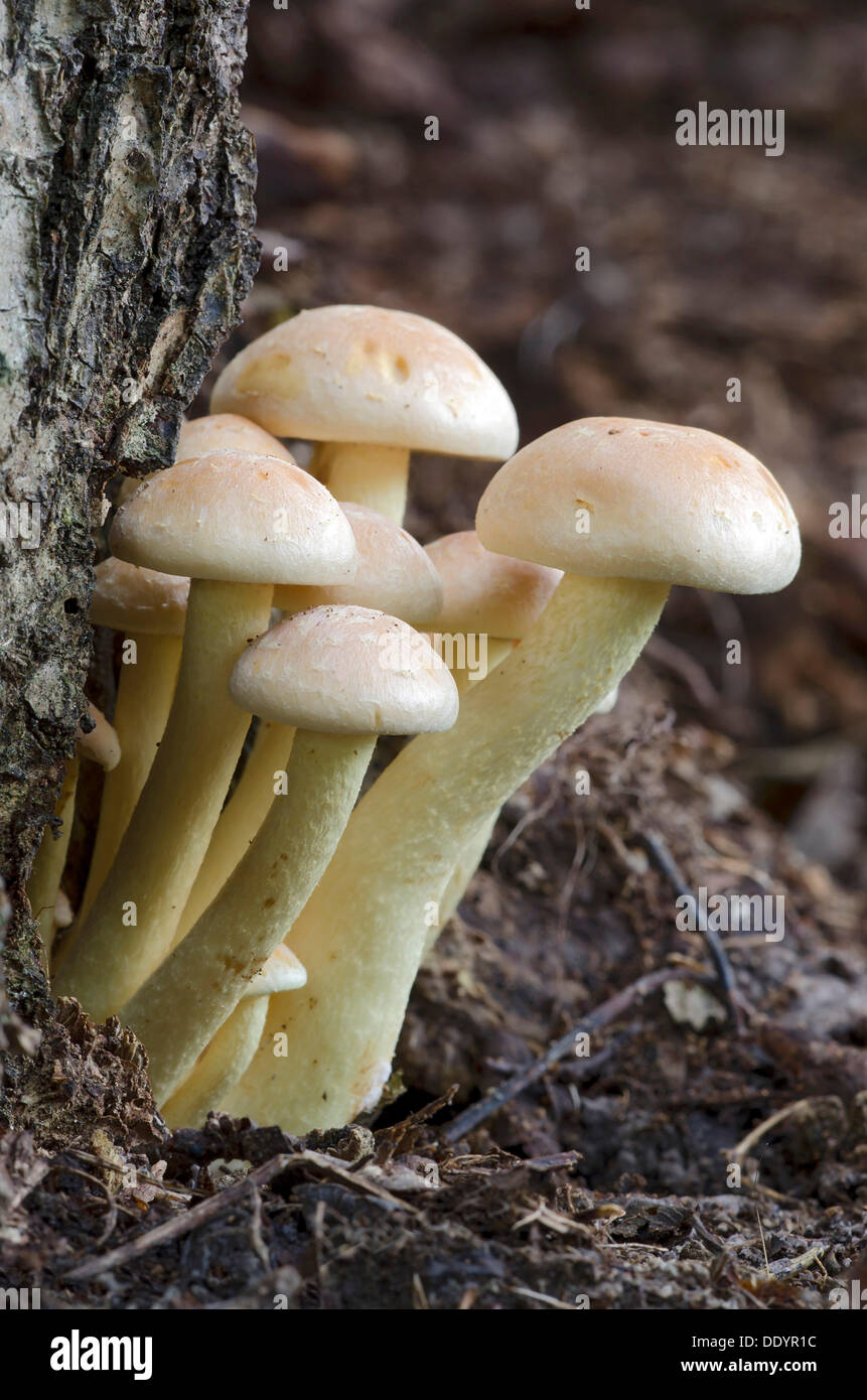 Sulphur tuft, sulfur tuft or clustered woodlover (Hypholoma fasciculare) Stock Photo