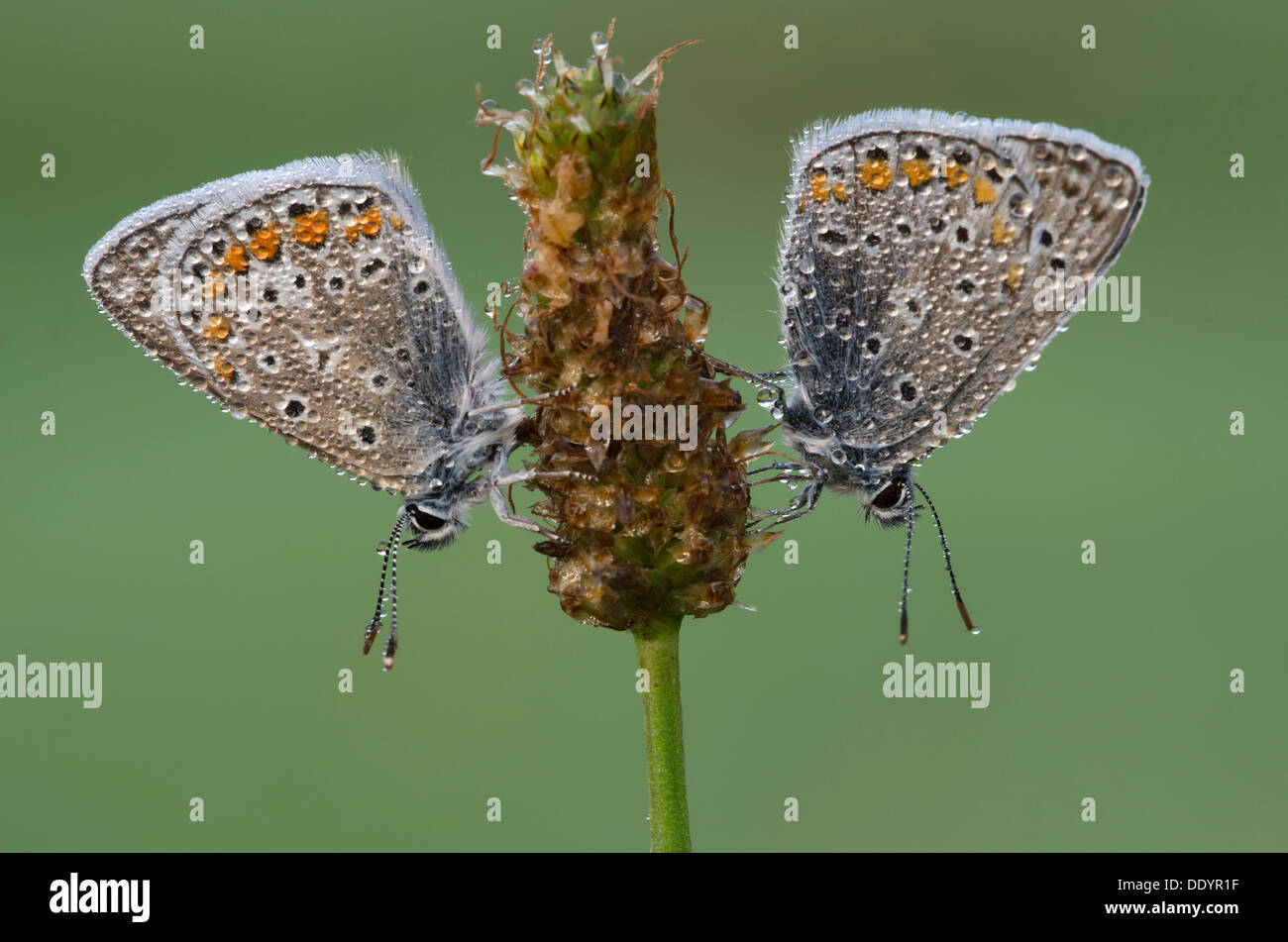 Common Blue (Polyommatus icarus), butterflies Stock Photo