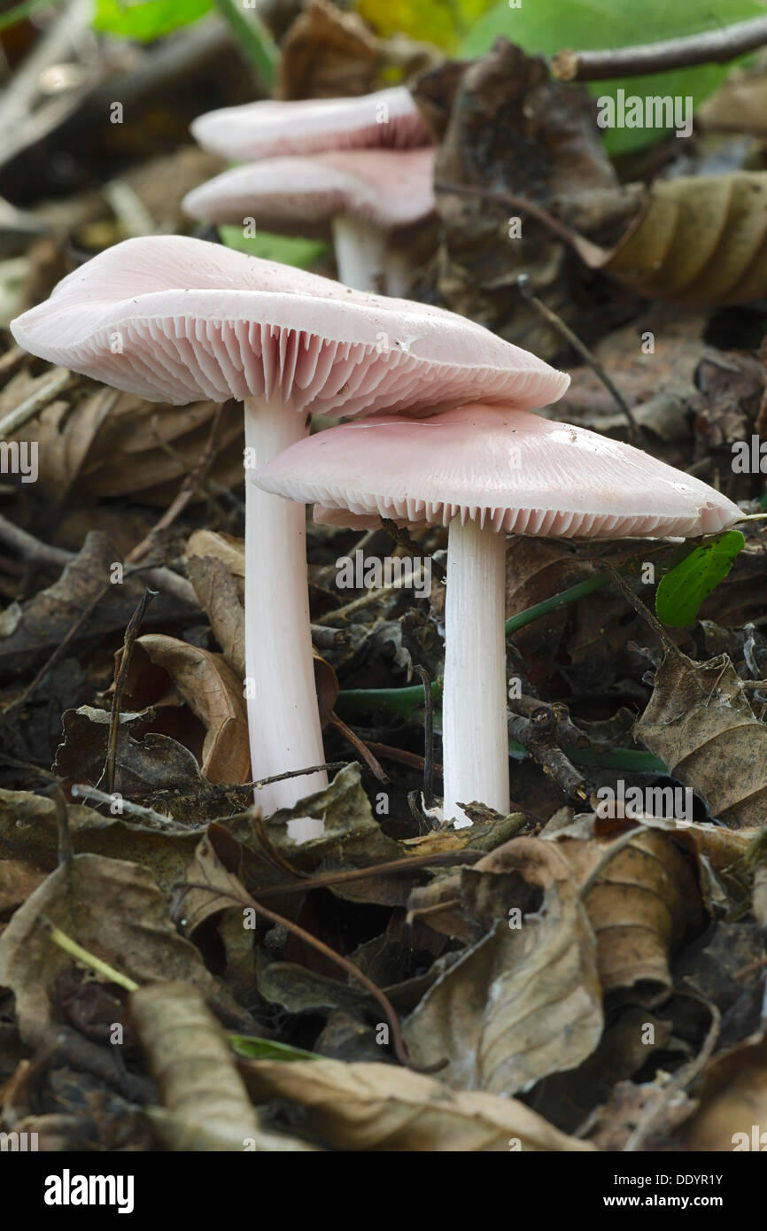 Rosy Bonnet (Mycena rosea) Stock Photo