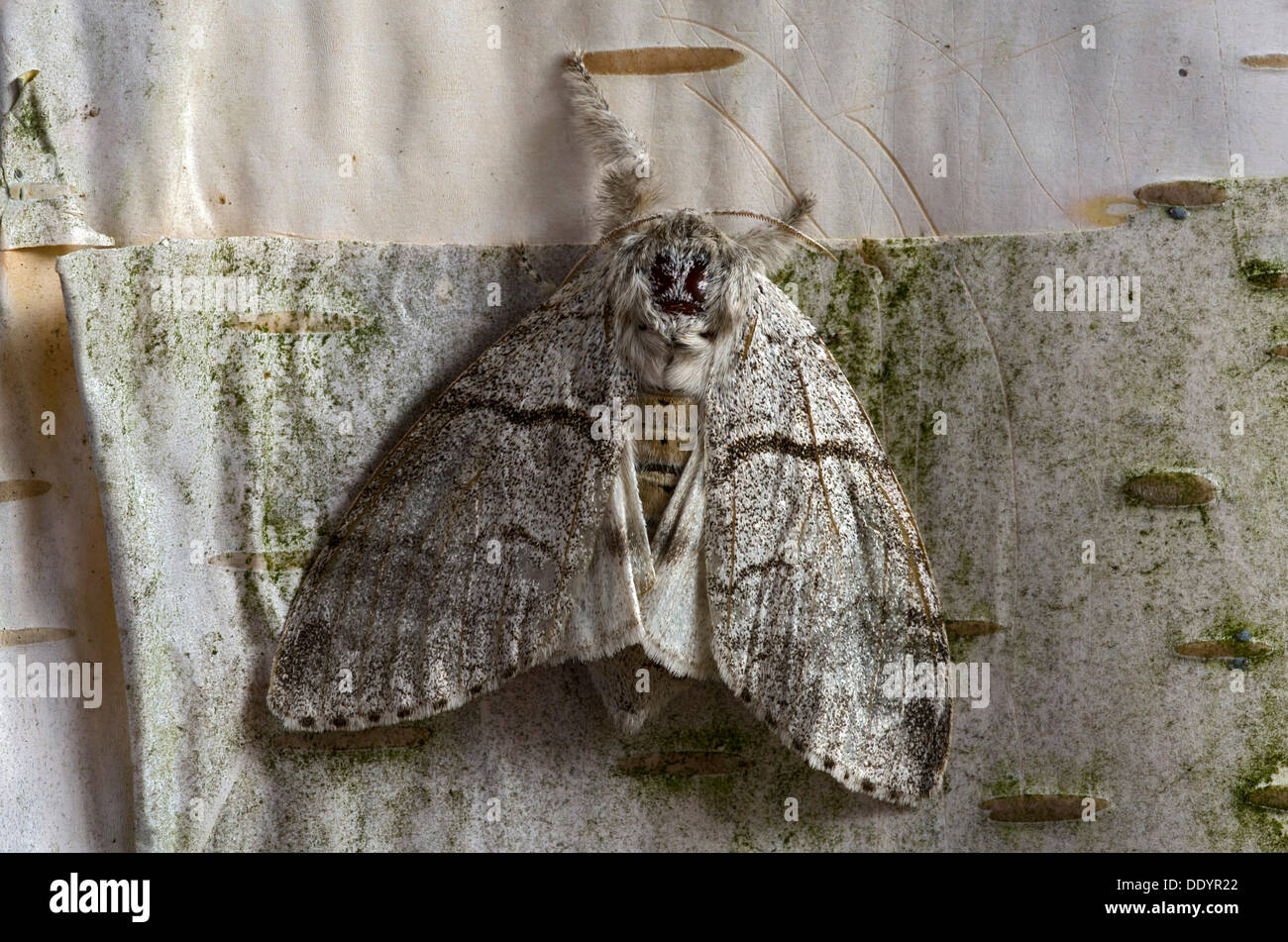 pale-tussock-calliteara-pudibunda-moth-female-stock-photo-alamy