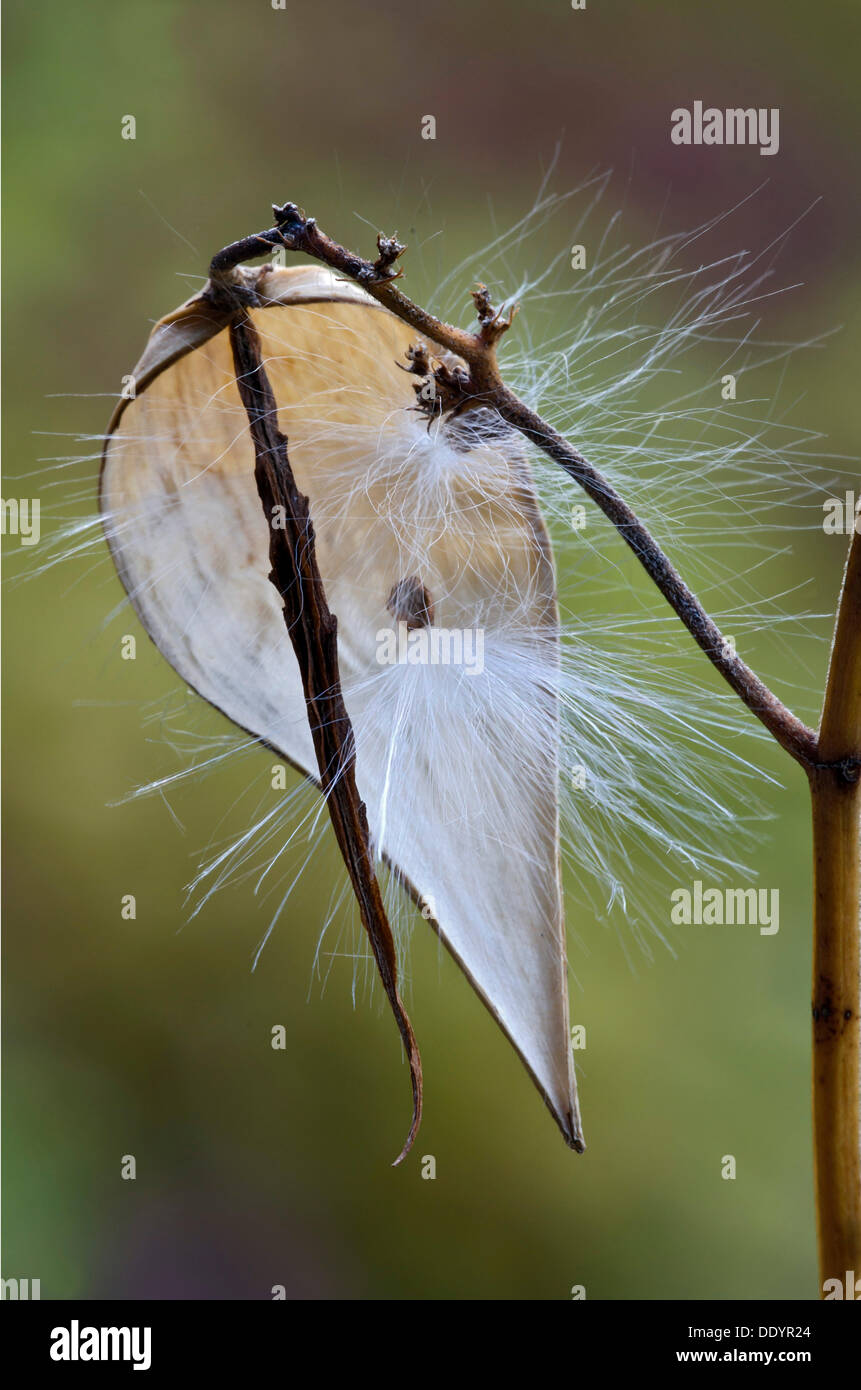 Swallow-wort (Vincetoxicum hirundinaria), seed head Stock Photo