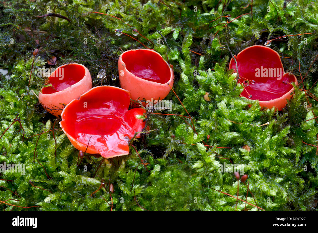 Scarlet cup, scarlet elf cup or cap (Sarcoscypha coccinea) Stock Photo