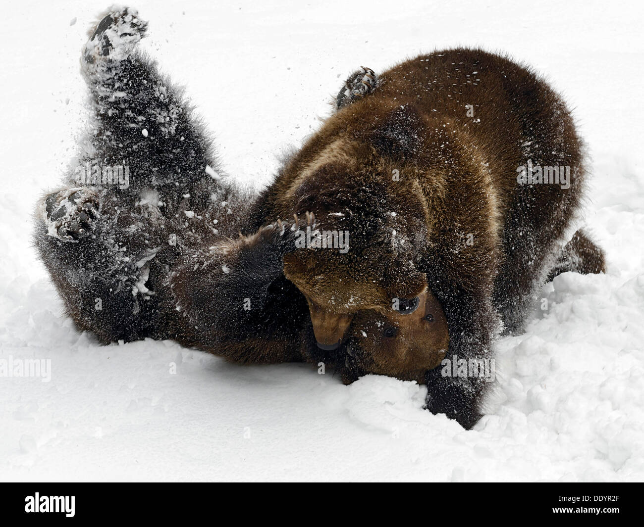 European Brown Bears (Ursus arctos) tussle in the snow Stock Photo