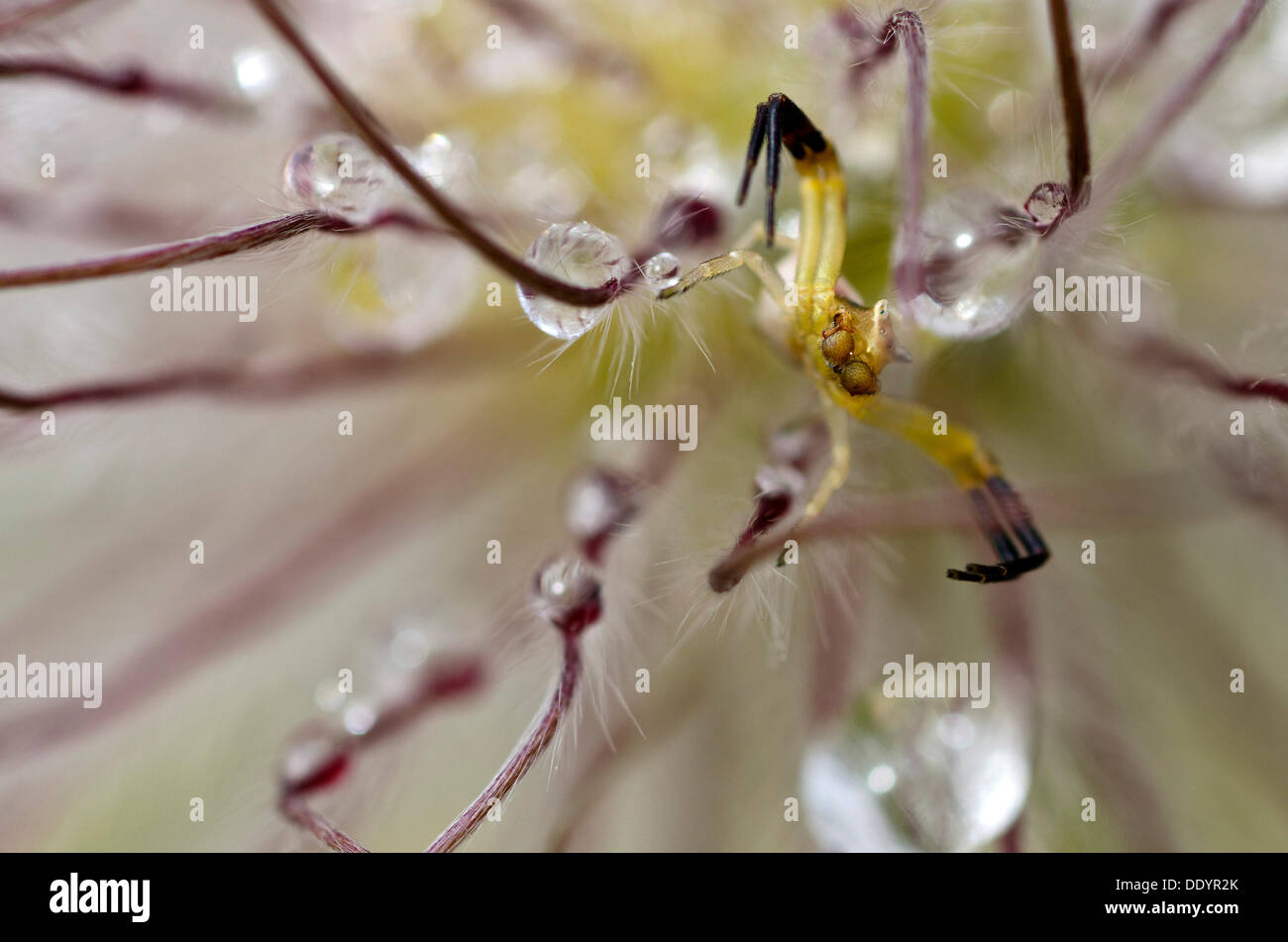 Goldenrod Crab Spider or Flower Crab Ppider (Misumena vatia), male Stock Photo