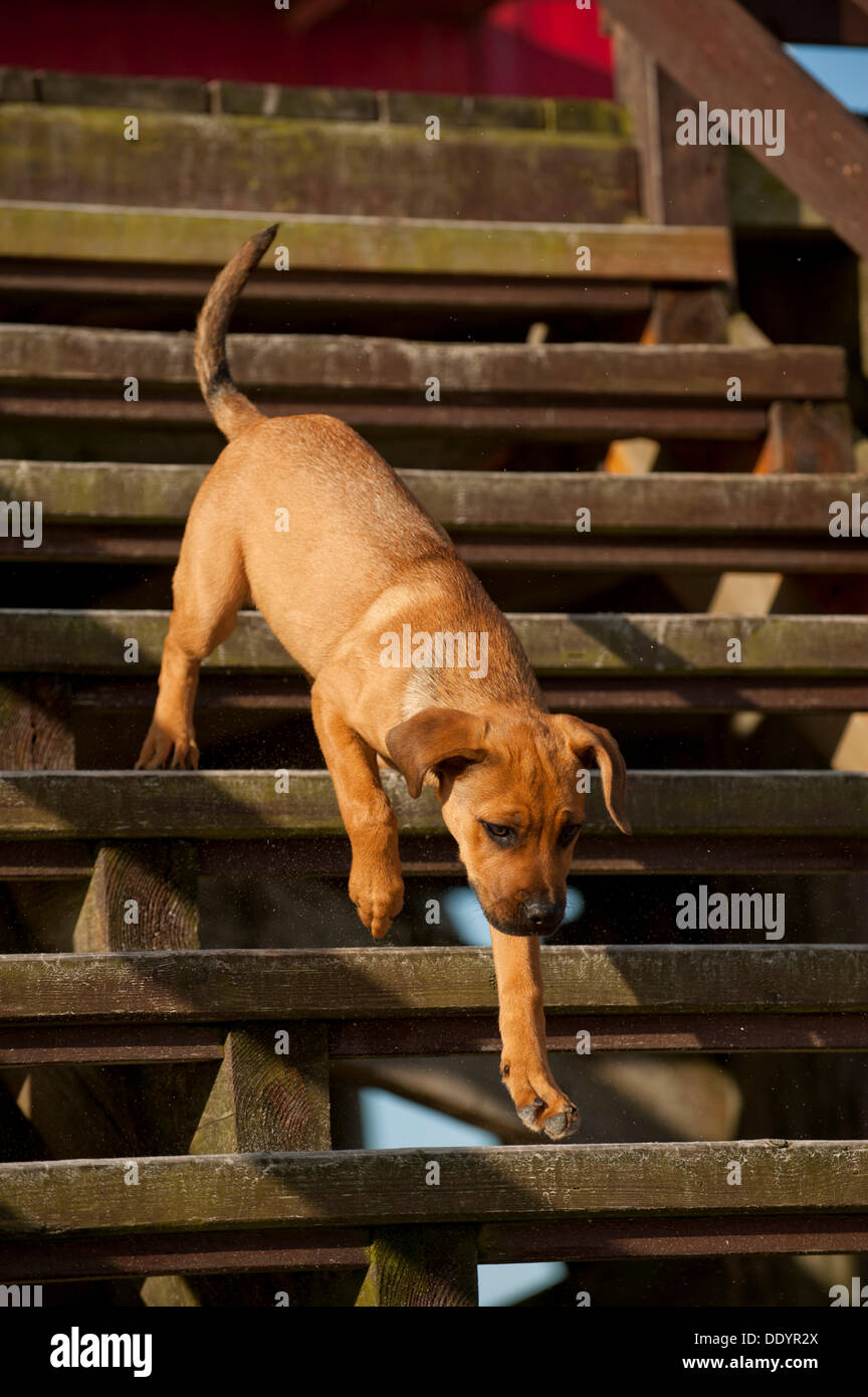 Puppy running down stairs Stock Photo Alamy