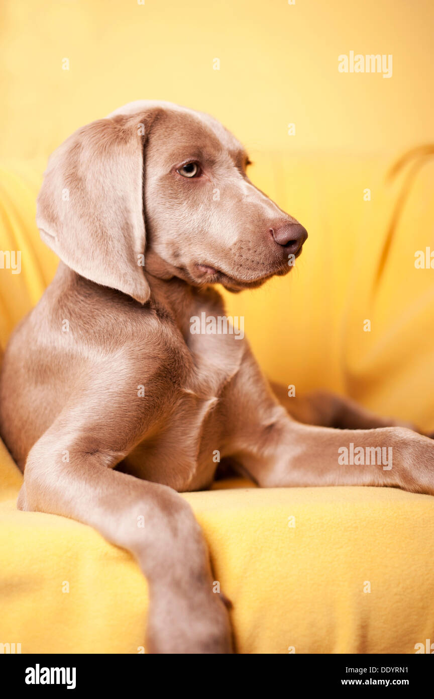 Weimaraner puppy lying on a chair Stock Photo