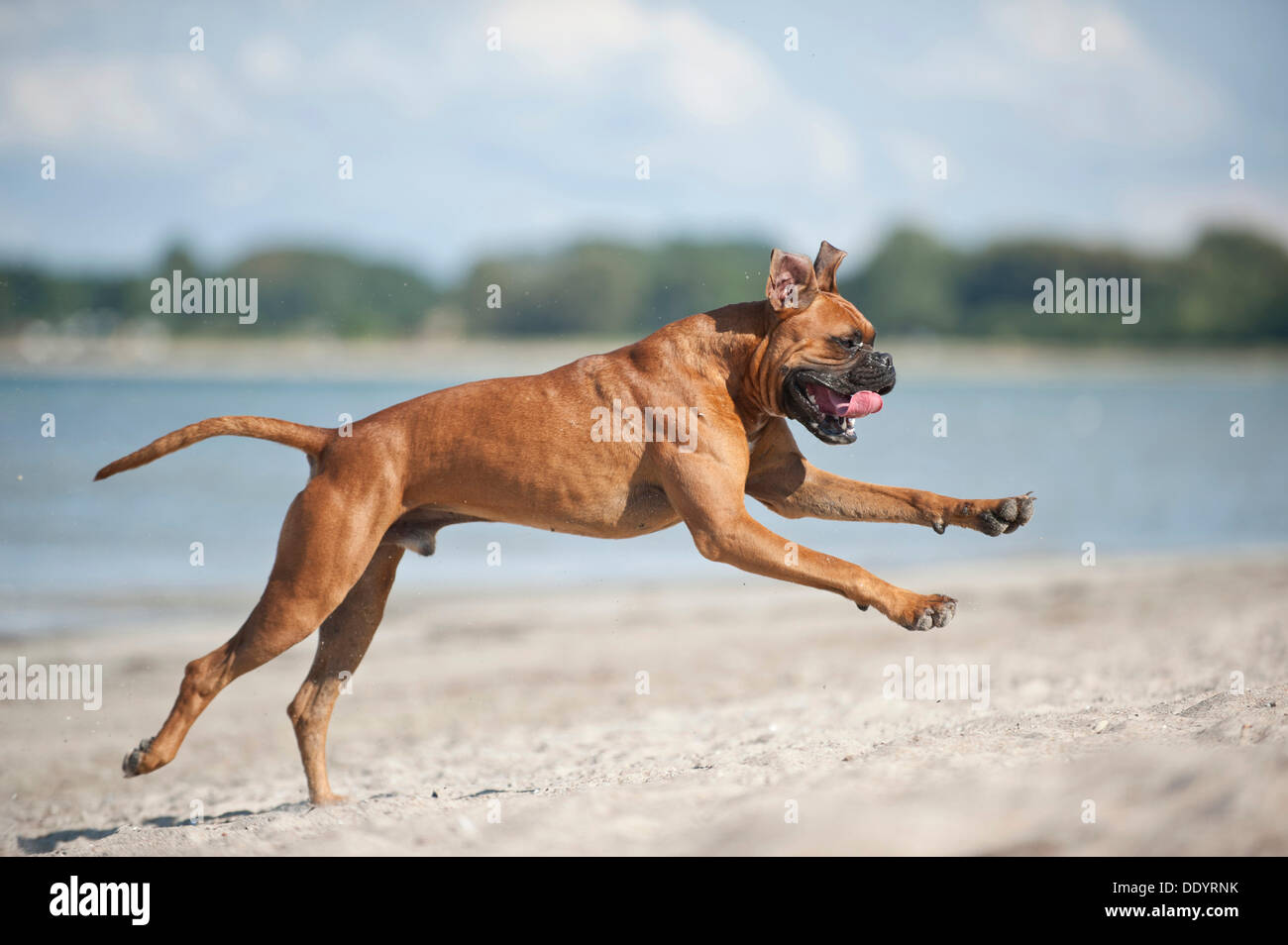 Boxer dog jumping hires stock photography and images Alamy