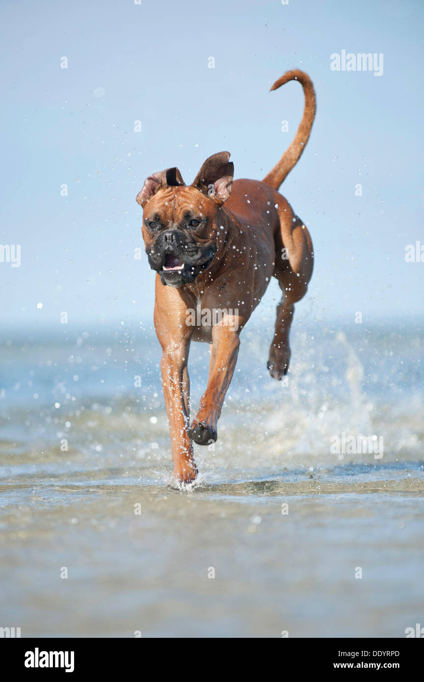 Boxer jumping in the water, Baltic Sea, MecklenburgWestern Pomerania