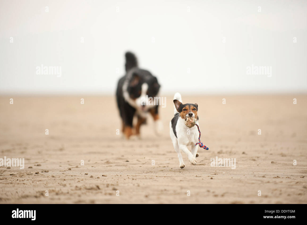 Bernese Mountain Dog following a Jack Russell Terrier on the beach
