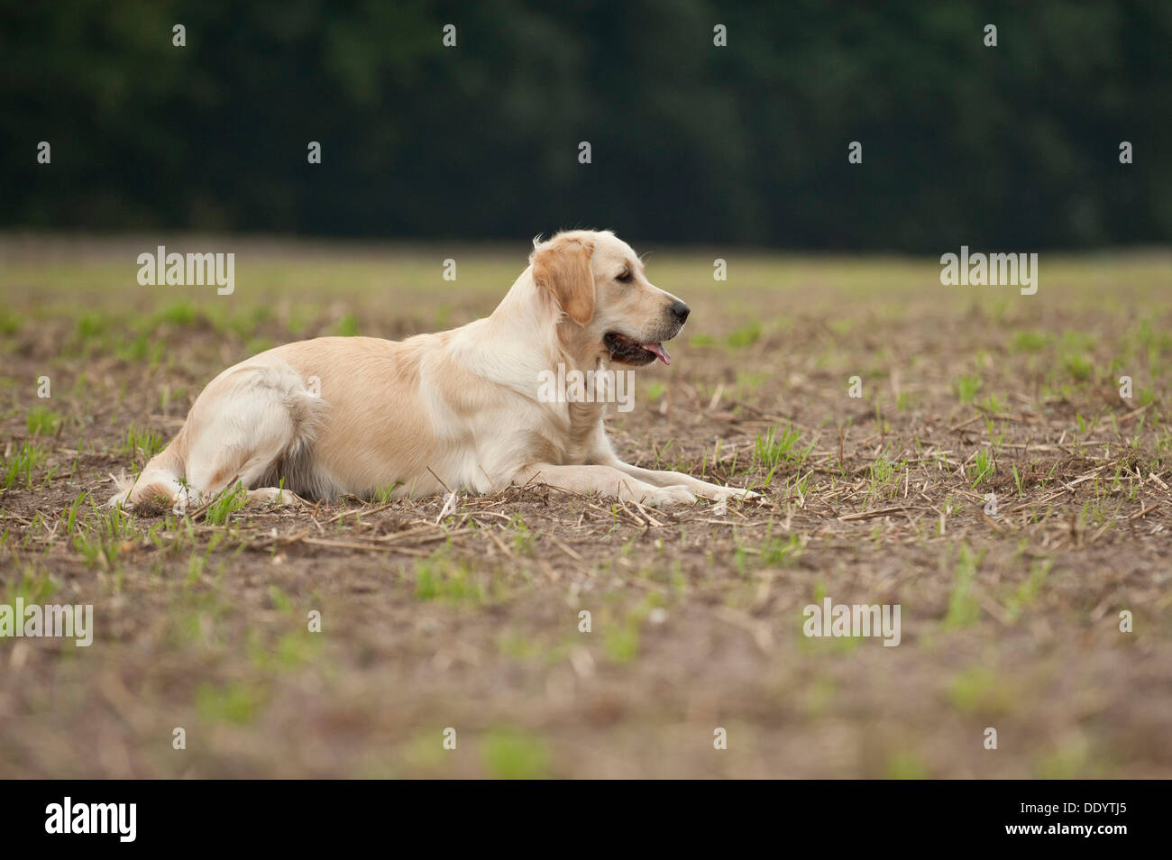 Golden Retriever lying on a field Stock Photo - Alamy
