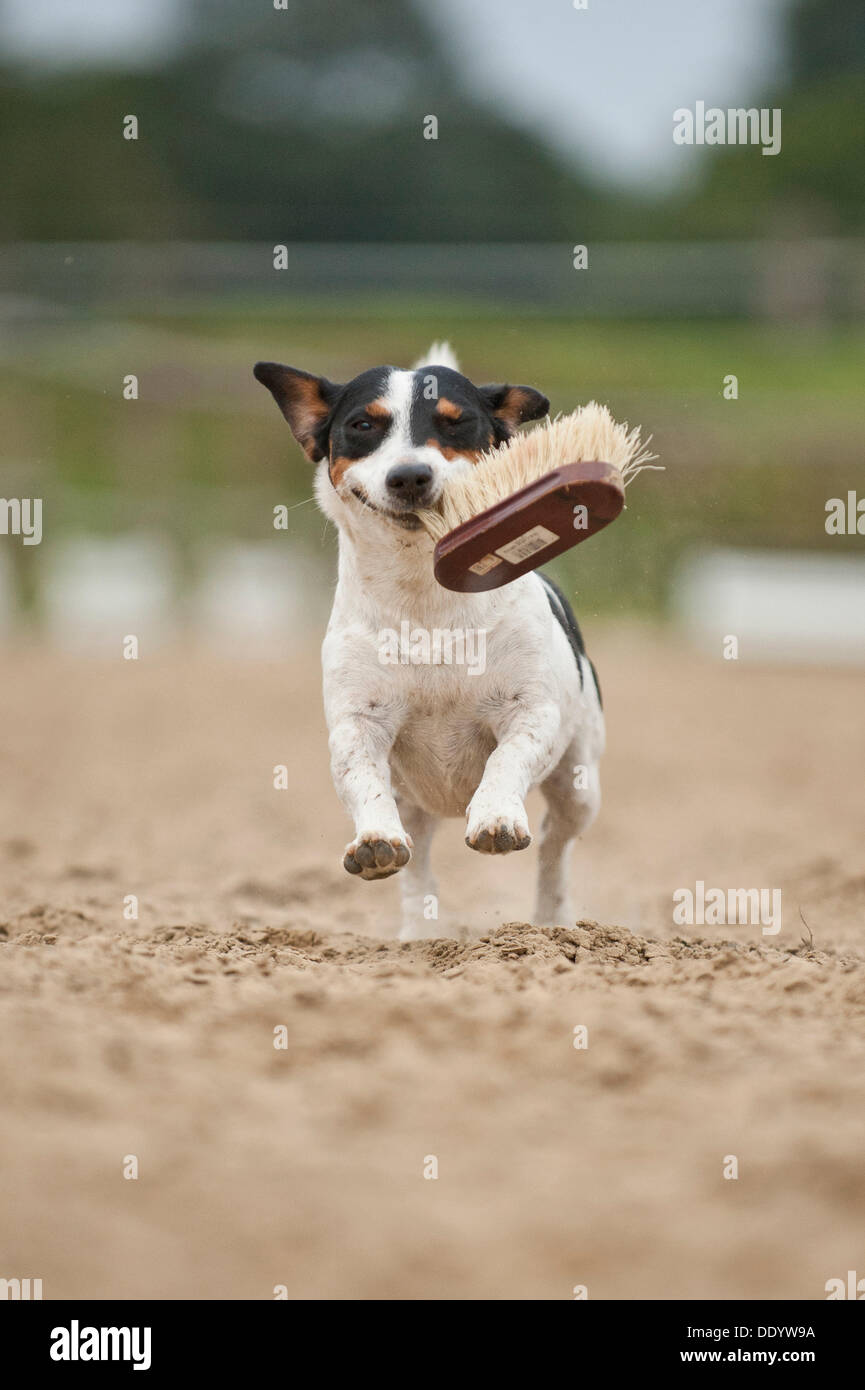 Jack Russell Terrier fetching a brush Stock Photo Alamy