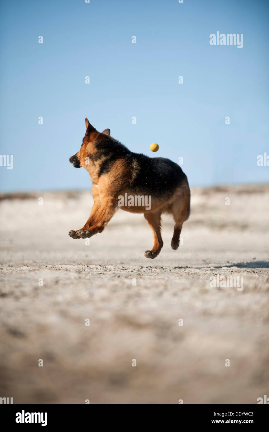 Alsatian german shepherd dog leaping hires stock photography and