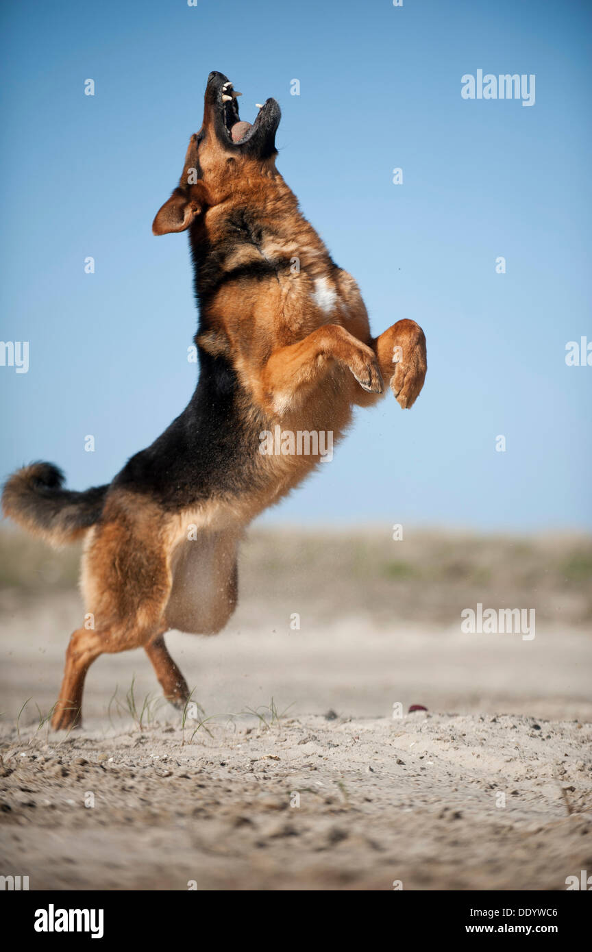 Alsatian german shepherd dog leaping hires stock photography and