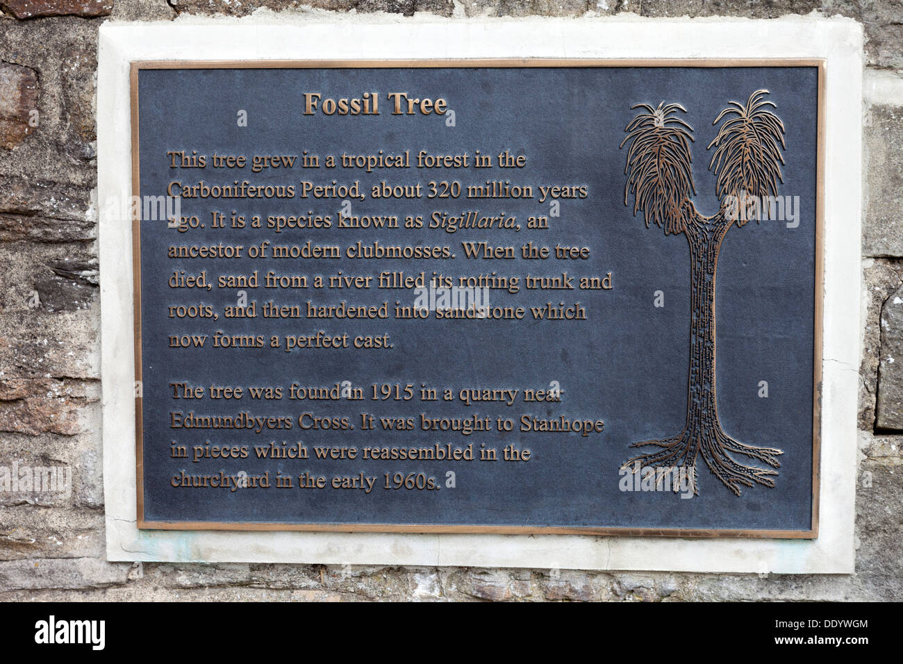 Sign for the Fossil Tree (Sigillarai species) in the Village of Stanhope Weardale County Durham UK Stock Photo