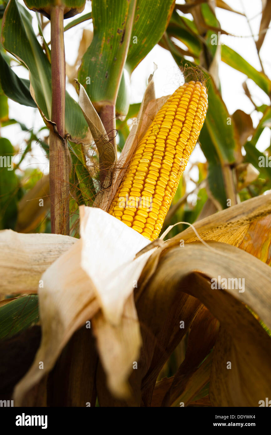 Cob of corn in a field Stock Photo