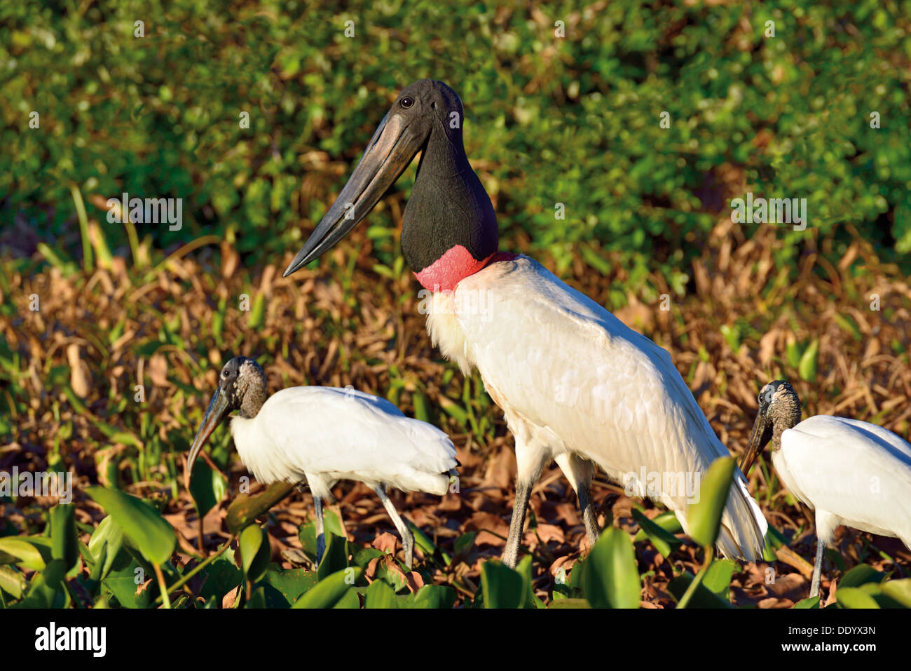Brazil, Pantanal: Jabiru stork  (Jabiru mycteria) and common storks (Mycteria americana) looking for food Stock Photo