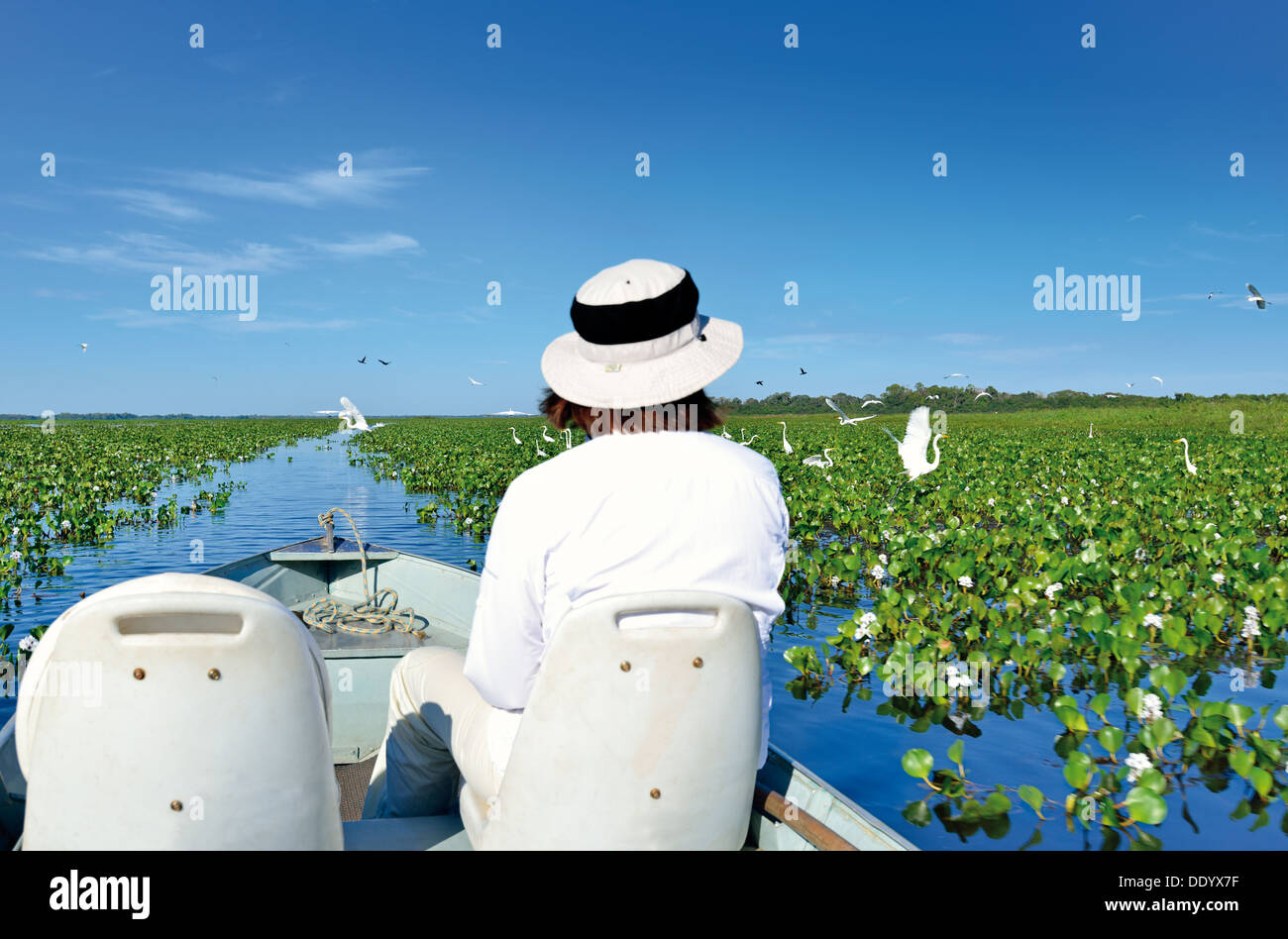 Brazil, Pantanal: Woman with hat on a boat trip through a lake with waterlilies observing birds Stock Photo