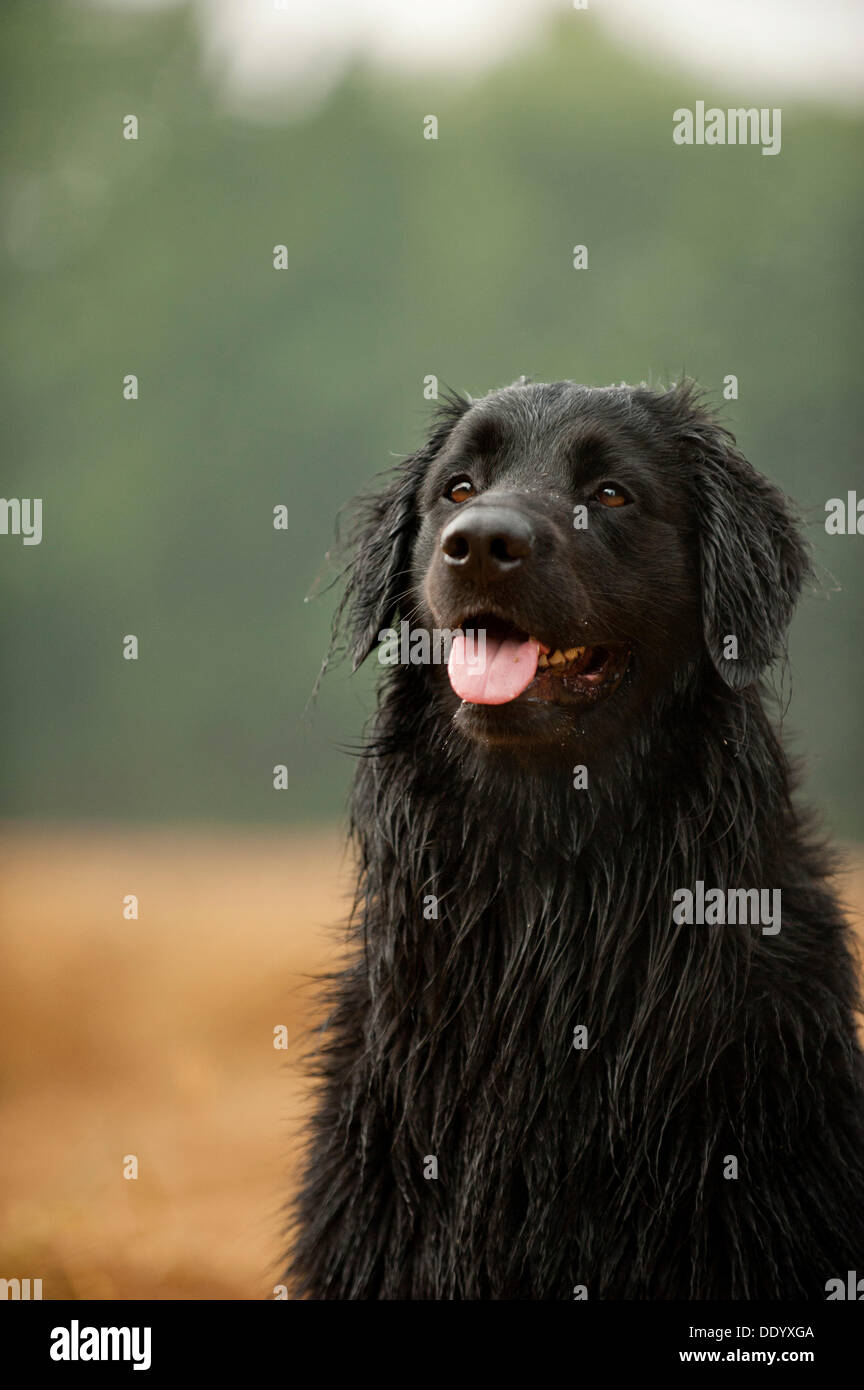 Portrait, black Hovawart Stock Photo - Alamy