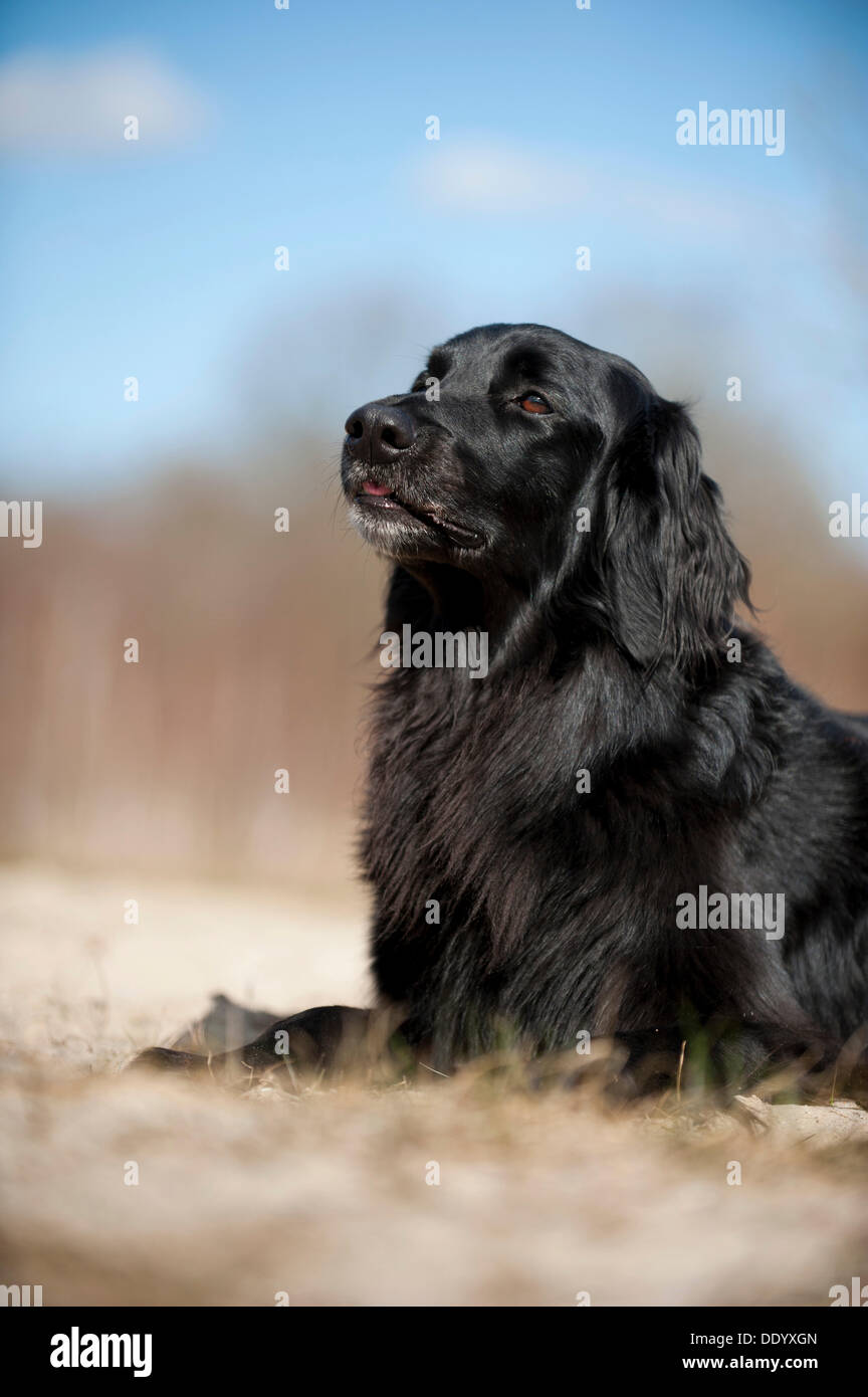 Black Hovawart, portrait, lying Stock Photo - Alamy