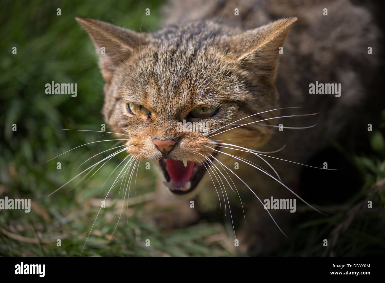 Scottish Wildcat, snarling Stock Photo
