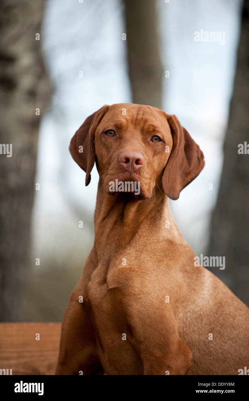 Magyar Vizsla dog, portrait Stock Photo Alamy