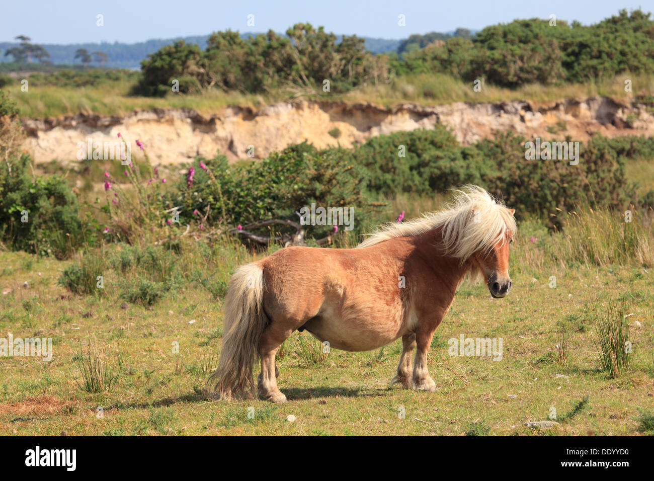 Chestnut brown miniature horse in Tourmakeady, Ireland Stock Photo