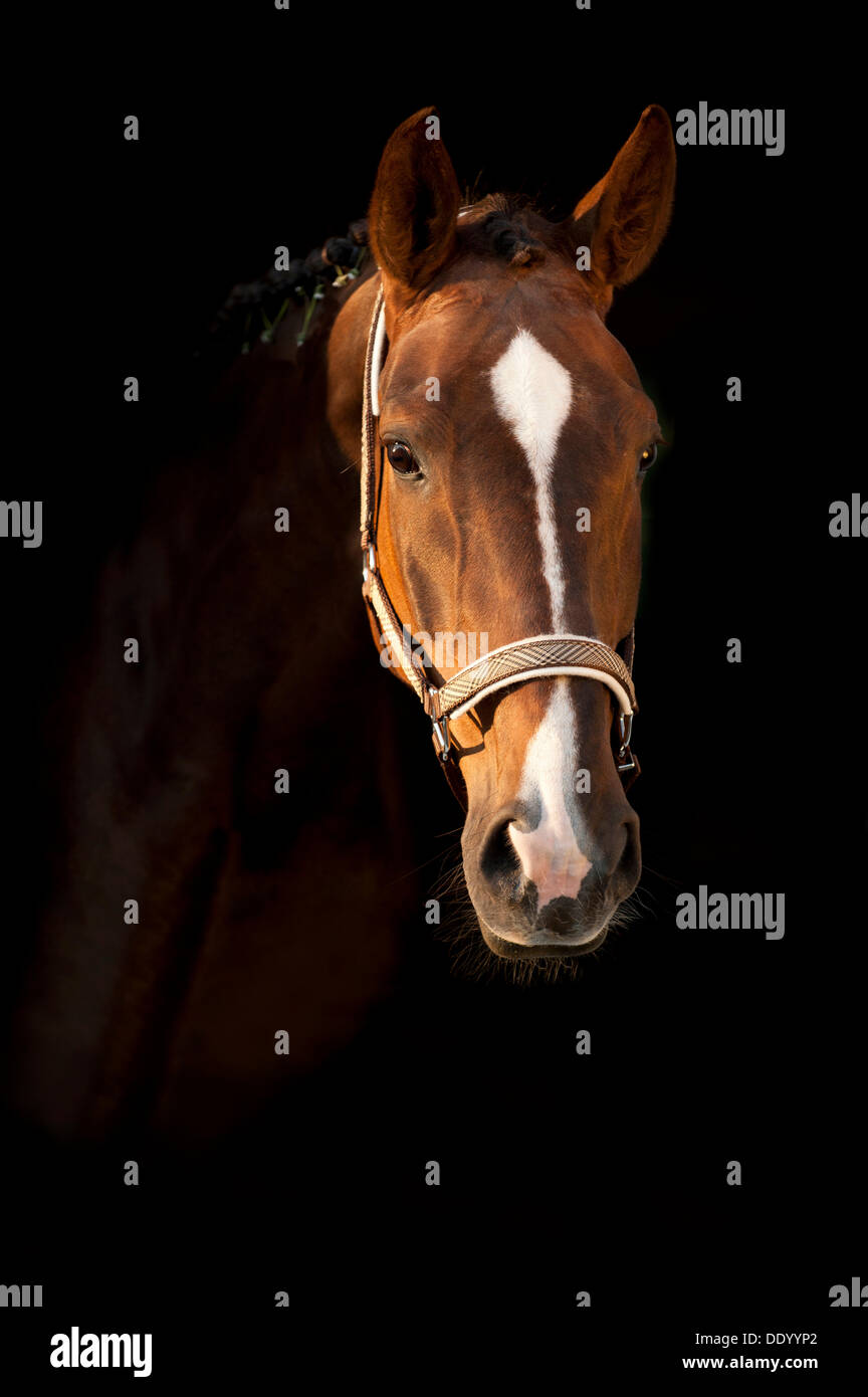 Oldenburg horse, portrait Stock Photo