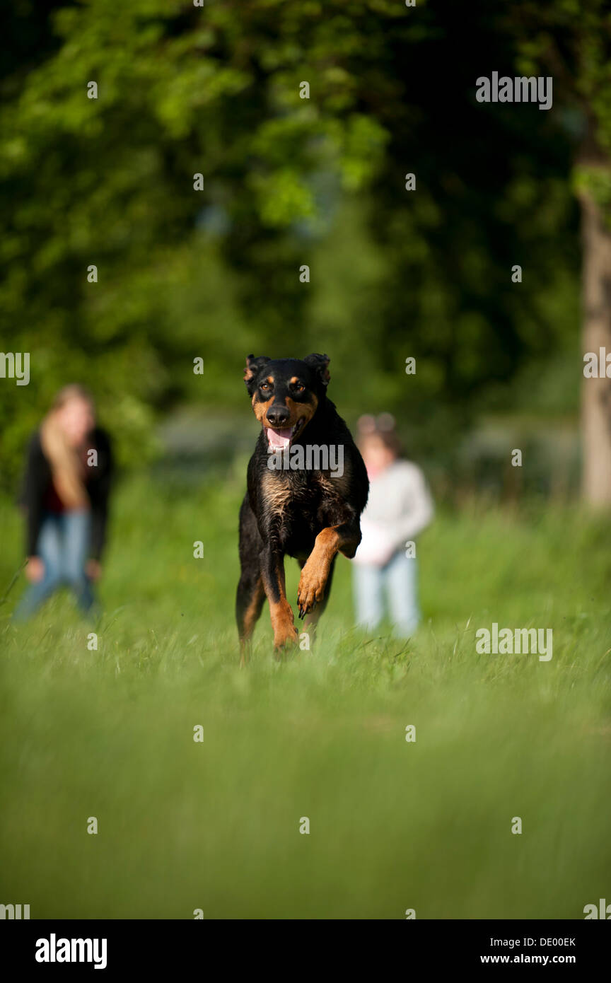 Schäferhund Dobermann Husky Mischling