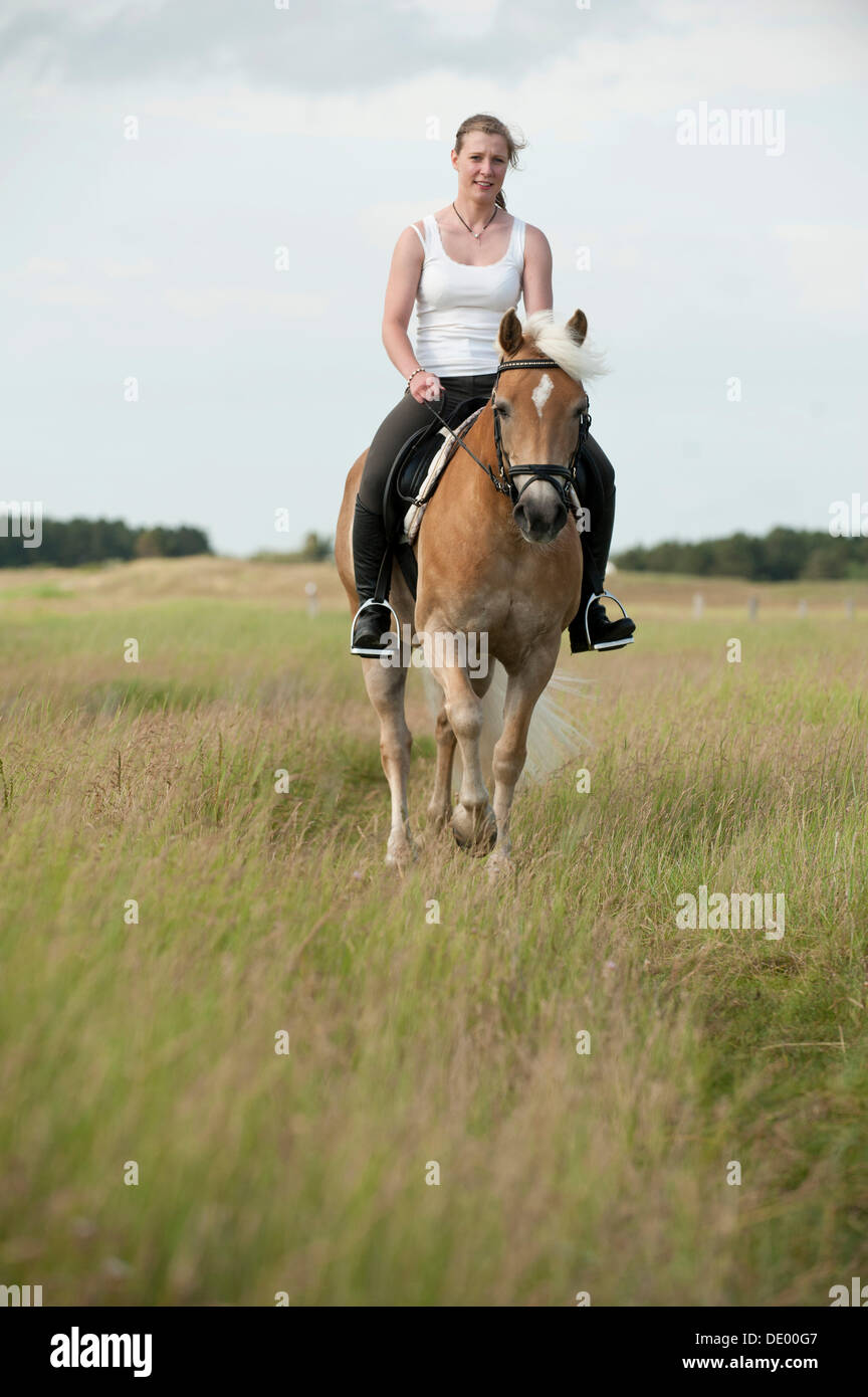 Woman riding a Haflinger horse along the beach, St. Peter-Ording, Schleswig-Holstein Stock Photo