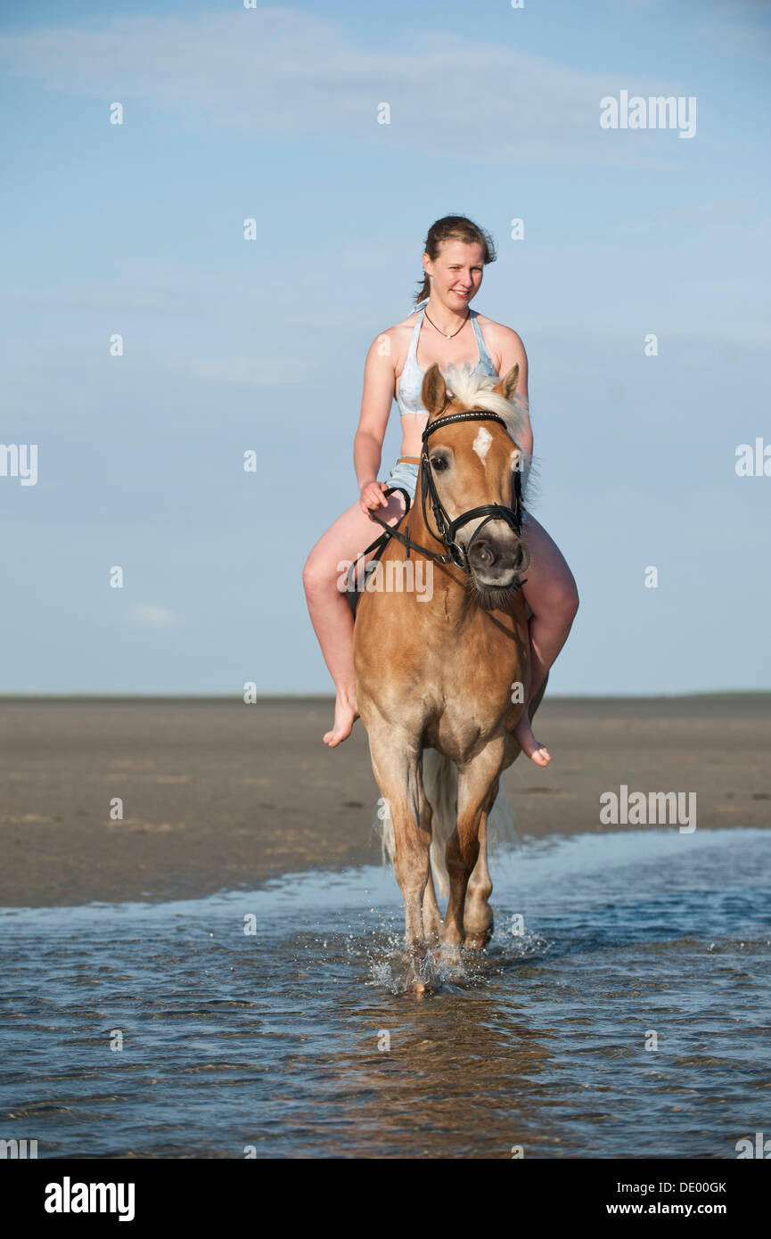 Woman riding bareback on a Haflinger horse on the beach, St. Peter-Ording, Schleswig-Holstein Stock Photo