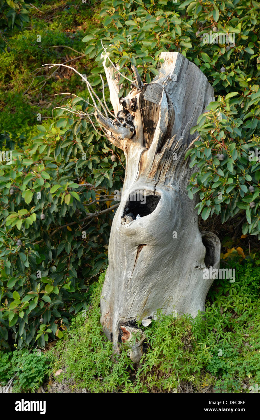 Old weathered tree stump with hole in it Stock Photo