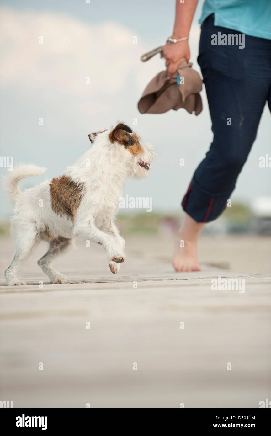 Parson Russell Terrier and a woman walking along a pier Stock Photo