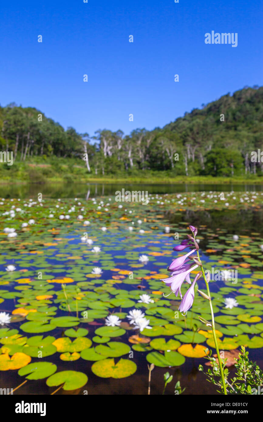 Swamp, Nagano Prefecture Stock Photo