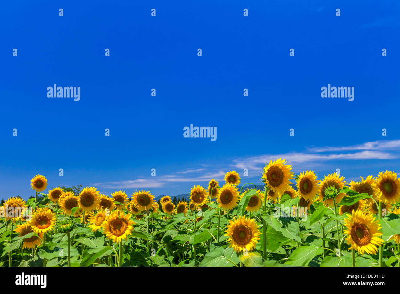 Sunflower field and sky Stock Photo - Alamy