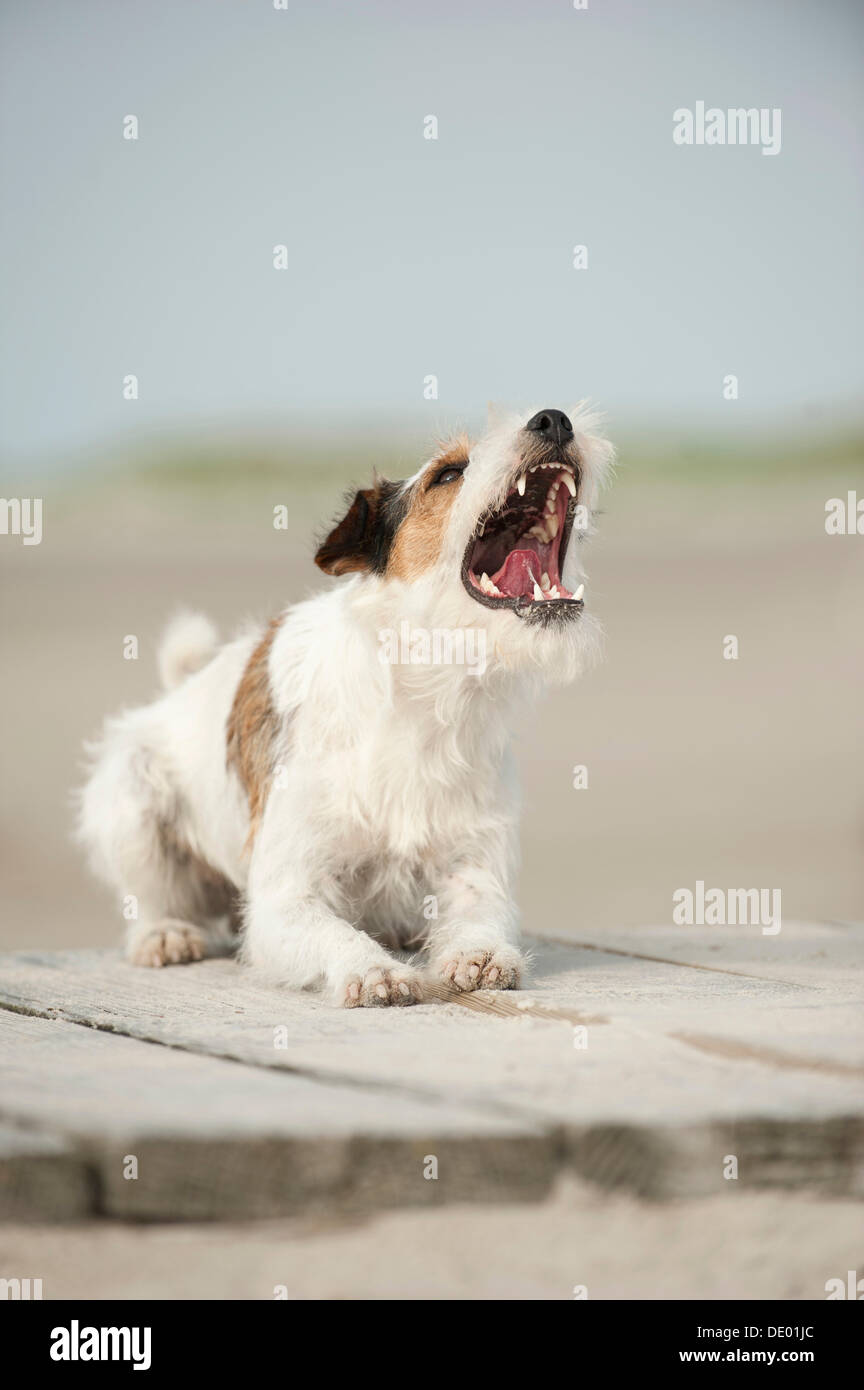 jack russell terrier barking