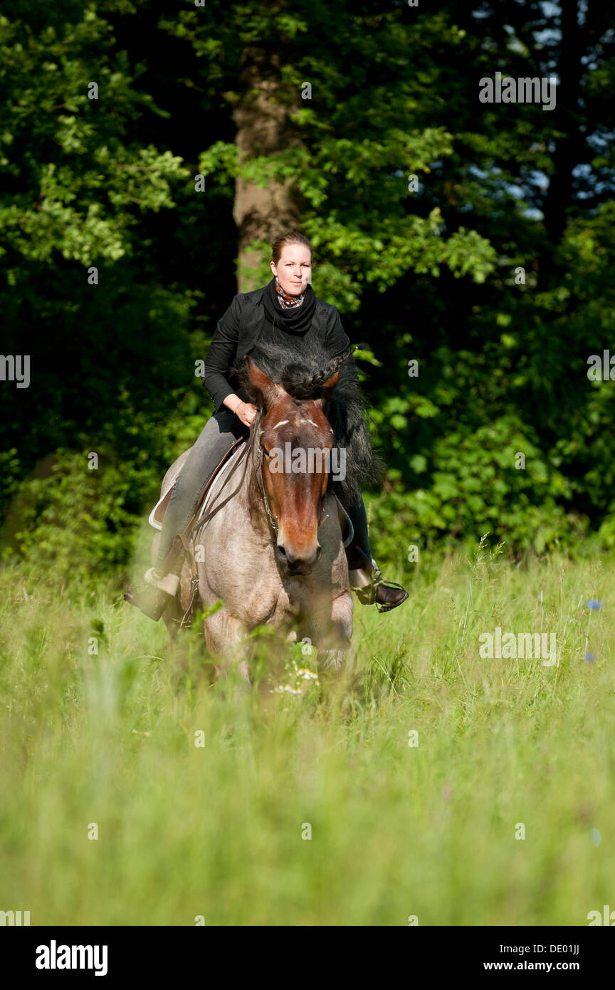 Woman riding a Belgian Draft Horse in a meadow Stock Photo