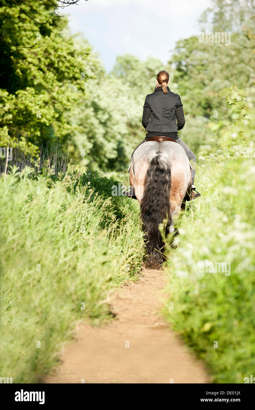 Woman riding a Belgian Draft horse along a path Stock Photo