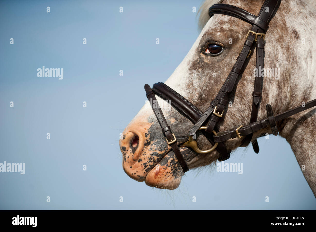 Pony picture hi-res stock photography and images - Alamy