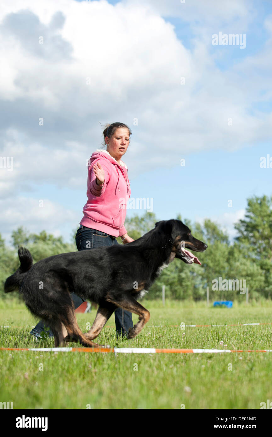 Woman longeing a mixed-breed dog Stock Photo