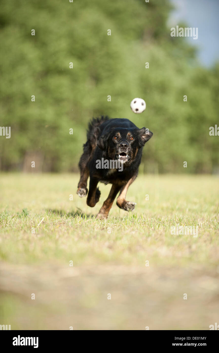 Why Does My Dog Run Behind My Bike