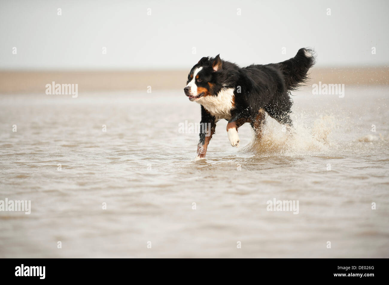 Bernese Mountain Dog running through water Stock Photo