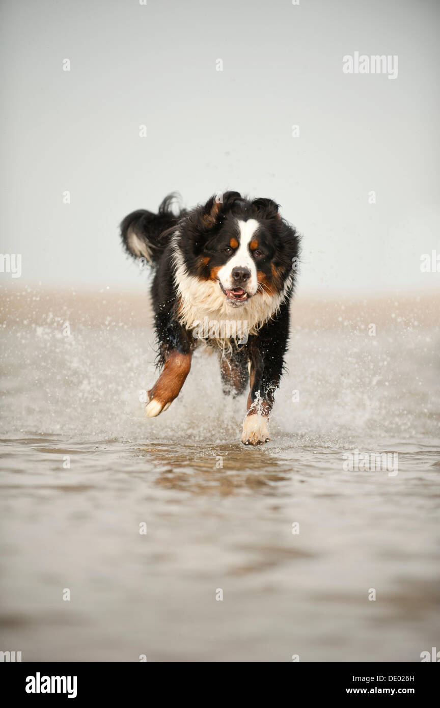 Bernese Mountain Dog running through the water Stock Photo