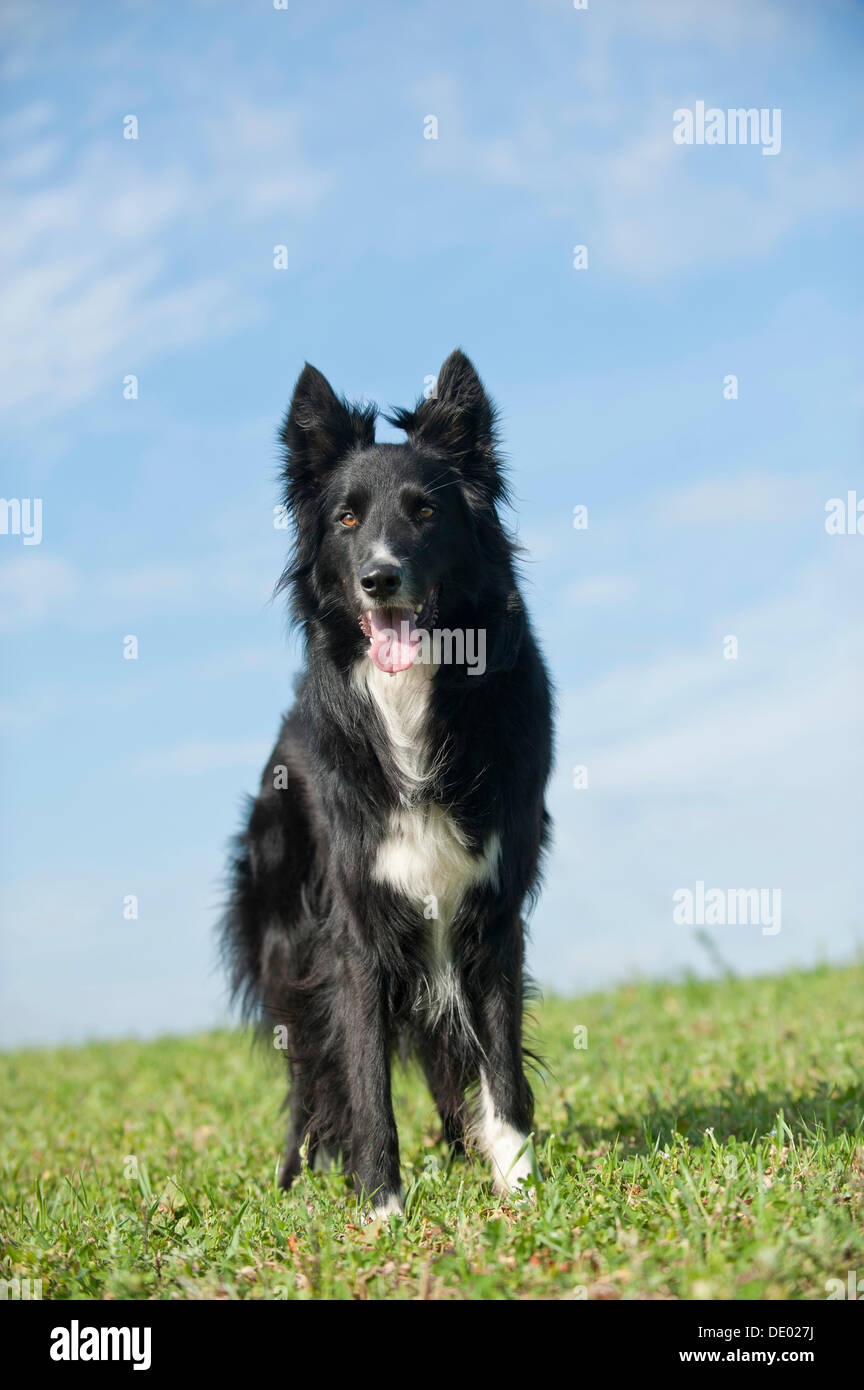 Dog Border Collie / adult (red merle) standing in a meadow Stock Photo -  Alamy