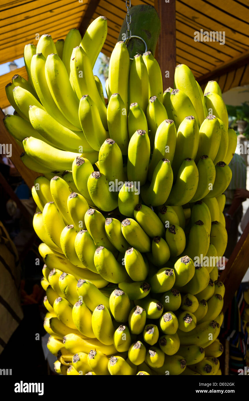 Canarian bananas hanging on a fruit and veg stall, Guia de Isora