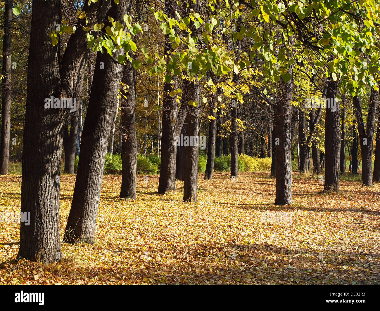 Park in the fall Stock Photo - Alamy