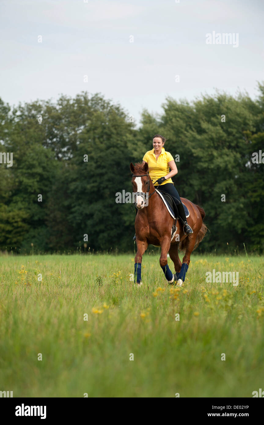 Woman riding a galloping Hanoverian horse in a meadow Stock Photo