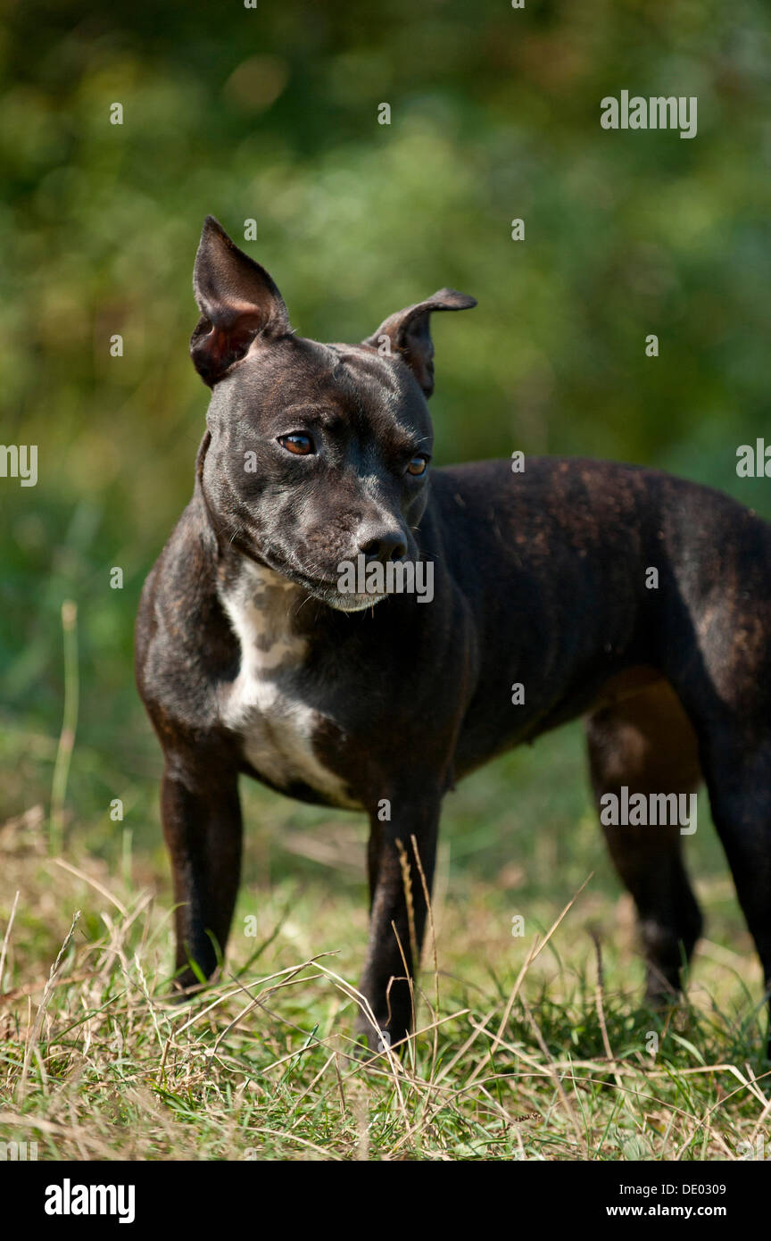 Old english store staffordshire terrier