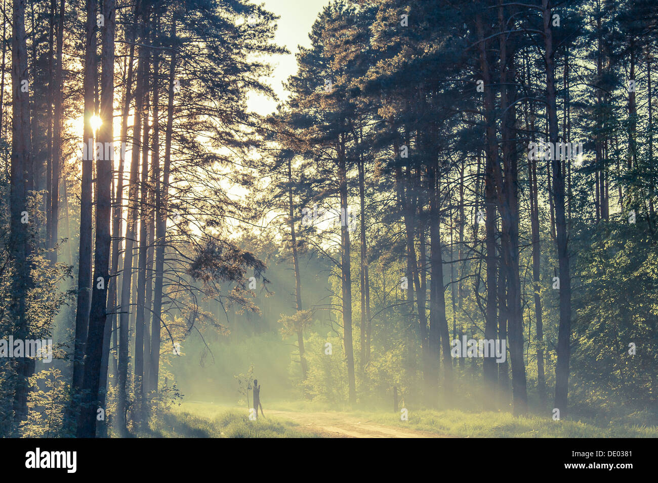 Evening forest with sun and volume light Stock Photo