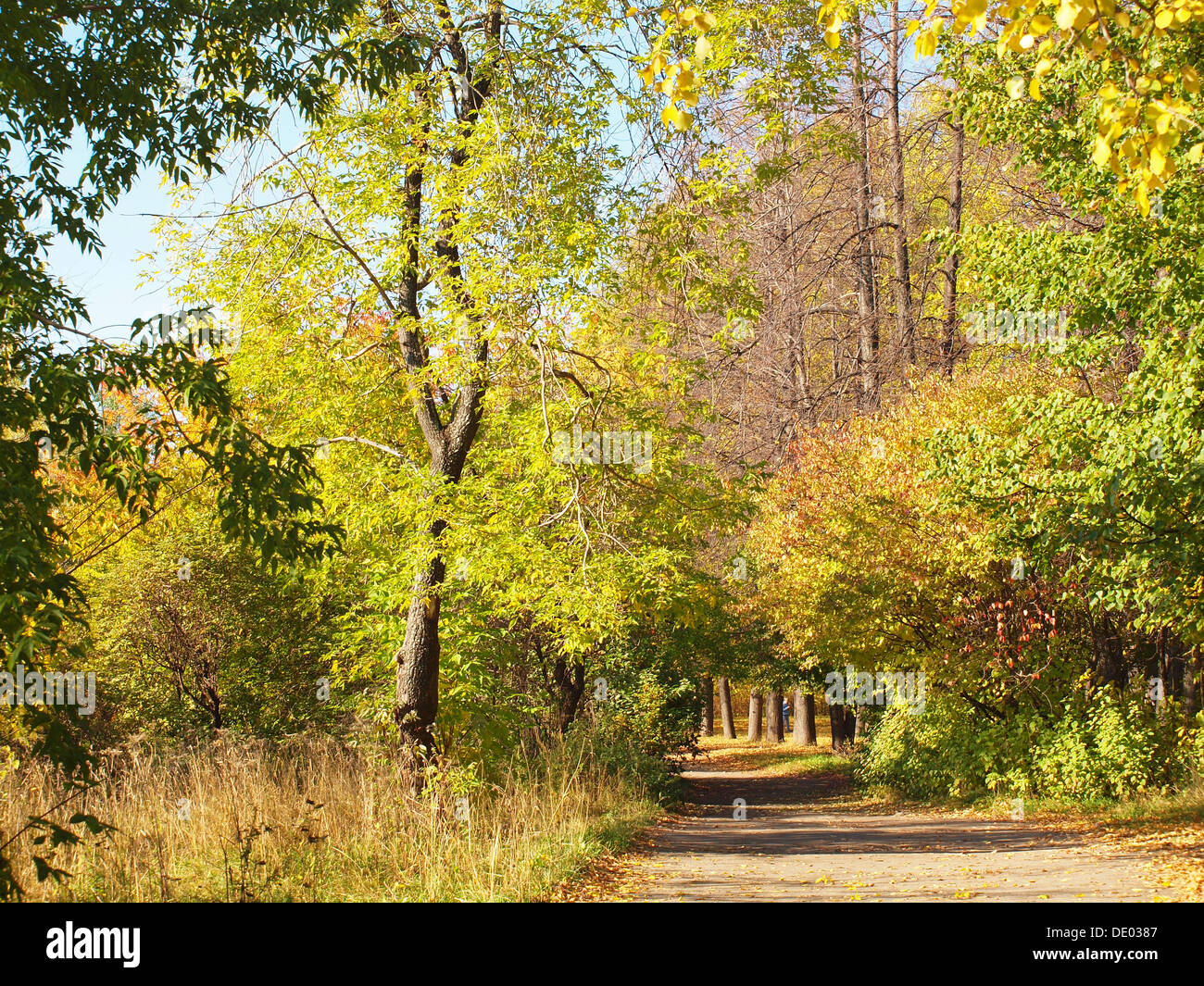 Park in the fall Stock Photo - Alamy